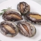 [산지직송]왕특대 완도 활전복 1kg(8-9미) 산소포장
