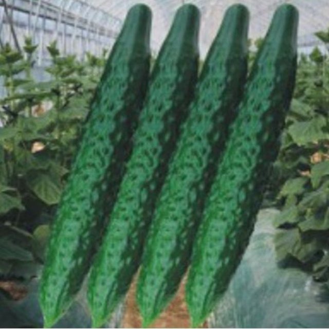 오이씨앗 삼척가시오이씨 삼척오이씨앗 가시오이 종자 (WFKBYSS)