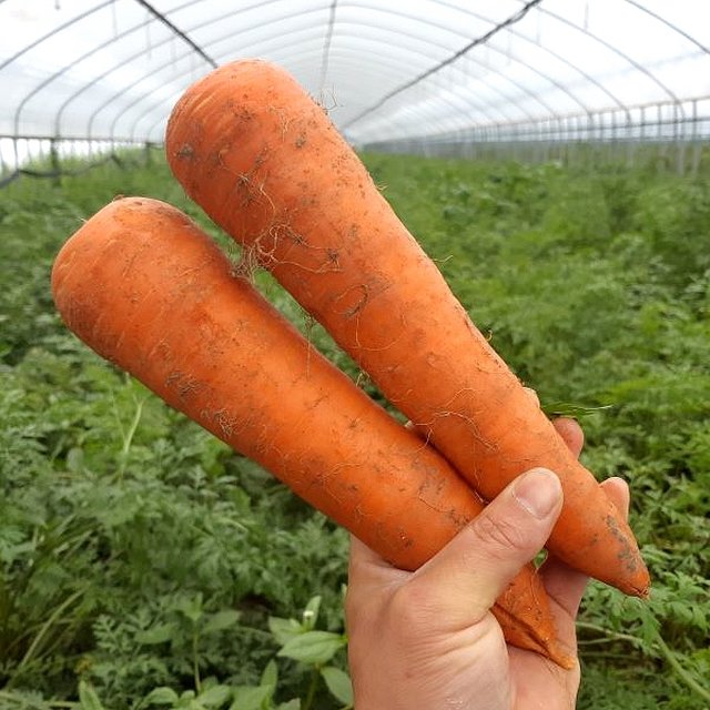 올해수확 국내산 햇 구좌당근(중) 5kg