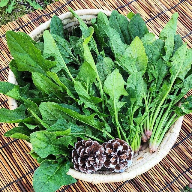 국내산 시금치 2단 (600g내외) 포항초/영해초/영덕초