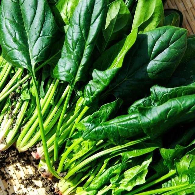 영덕 포항 시금치 1단 300g 포항 영해초 포항초 시금치 나물 생 시금치 생채 영덕초 보물초 노지시금치