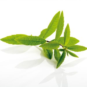 레몬버베나 추출물 복합정 120정 5통