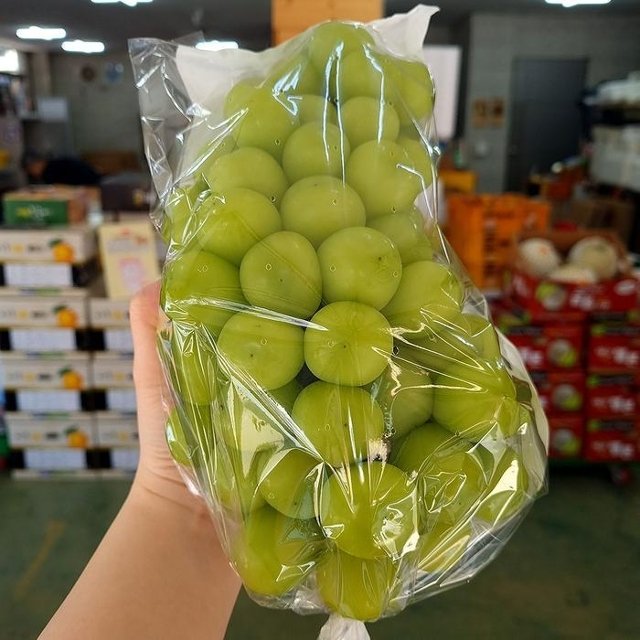 특품 상주 김천 샤인머스켓 2kg 2수입 망고포도 상주 샤인머스켓 선물용 사인머스켓 씨없는 청포도