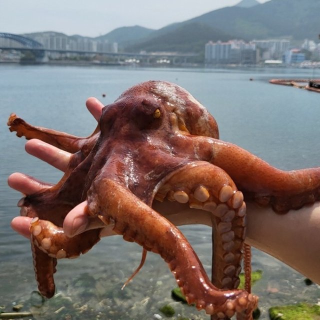 [해담] 남해안 돌문어 1kg (1-3미내외)