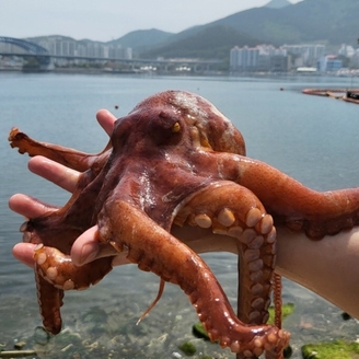 [해담] 남해안 돌문어 1kg (1-3미내외)