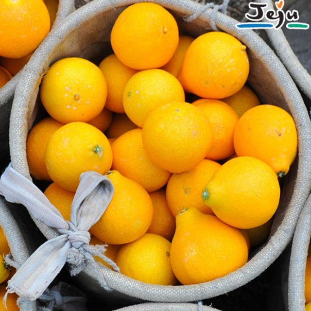 조은돌담 황금향 선물세트 4.5kg대과(13-15과, 실중량)가방포함