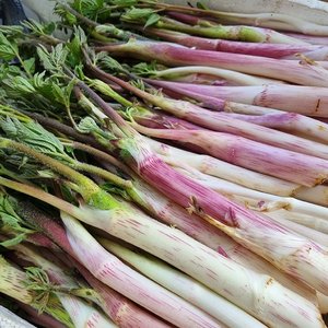 [작심밀도]강원도 백미향 눈꽃 땅두릅1kg / 봄나물