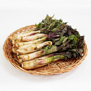 [작심밀도]강원도 백미향 눈꽃 땅두릅300g / 봄나물