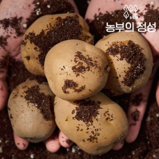 [농부의정성] 포근포근 감자 10kg (60-100g) 중특대혼합 
