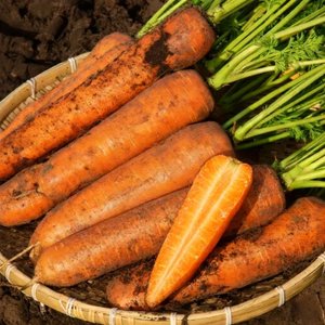 [맛잇다]제주 구좌 당근 5kg (특)