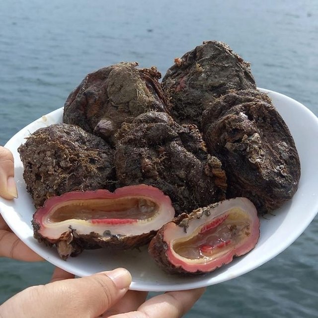 자연산 통영 돌 멍게 1kg 4-8미 자연산돌멍게 자연산 멍게 회 활멍게 통영멍게 우렁쉥이 멍게 자연산돌멍게