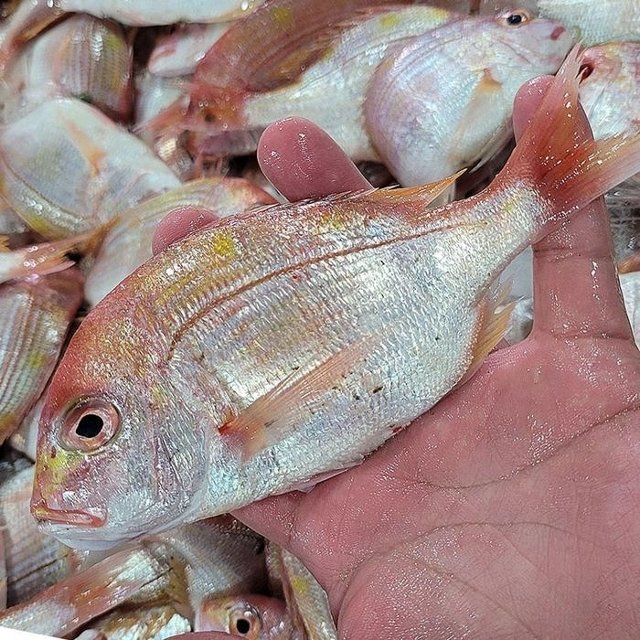 통영 꽃돔 1kg 6-8미 자연산 꽃돔 황돔 냉동꽃돔 생물꽃돔 벵꼬돔 꽃 도미 자연산돔 흰살생선