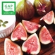 [GAP인증] 당일수확 전남 고당도 홍 무화과 1kg(10-16과)