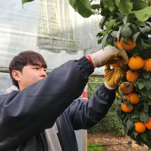 제주 서귀포  카라향 못난이 4.5kg