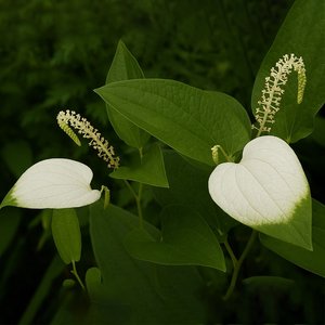 삼백초 추출물 복합정 60정 2통