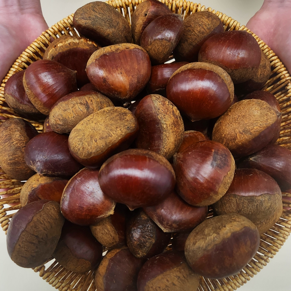 (특품 굿뜨레인증) 부여 밤 2kg 대