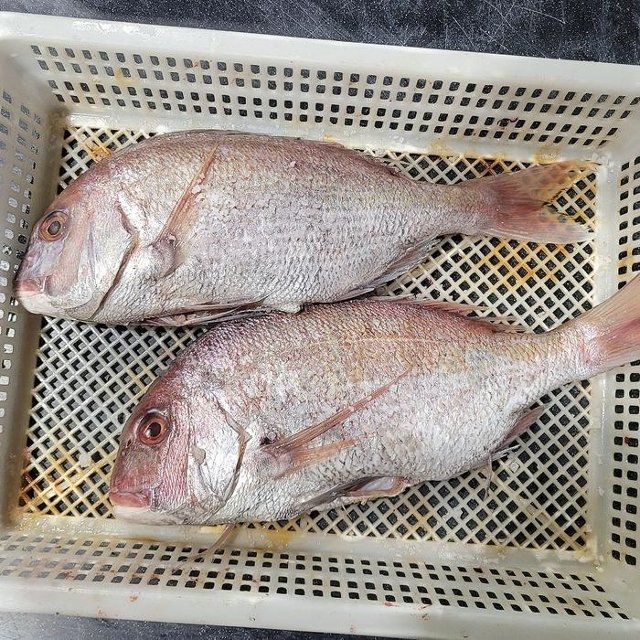반건조 통영 참 돔 1마리 400-500g 중짜 자연산 참돔 반건조 참돔 참 도미 자연산돔 냉동참돔 반건조도미