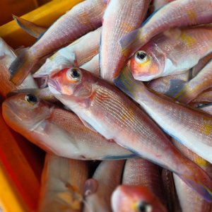 제주 자연산 반건조 무지개옥돔 10마리(소/120g내외)