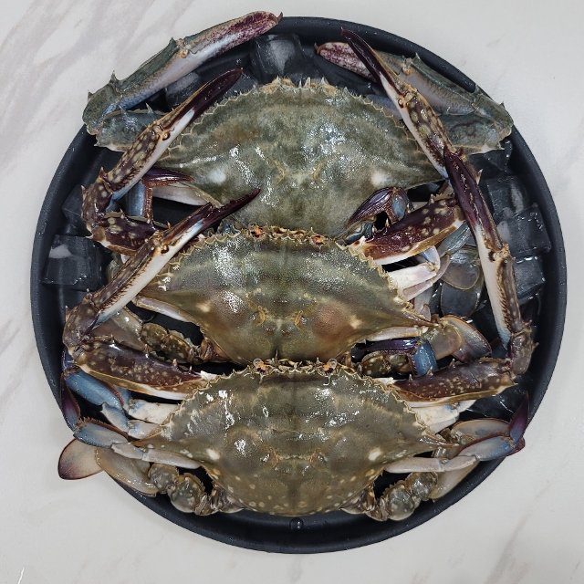 25년 서해안 활꽃게 2kg (6-9마리내외/빙장포장)
