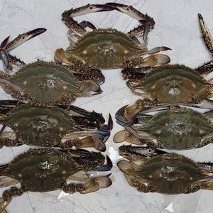 25년 서해안 활꽃게 2kg (6-9마리내외/빙장포장)