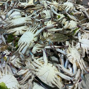 25년 서해안 활꽃게 2kg (6-9마리내외/빙장포장)