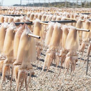 원양산 국내가공 쫄깃쫄깃 피데기 반건조 오징어 10미 총 500g
