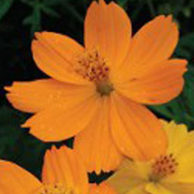 황코스모스 혼합 씨앗 야생화 꽃씨 종자 정원 1리터 (WFGLTB2)