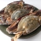태안 제철 활꽃게 프리미엄 꽃게 1kg(3-5미)