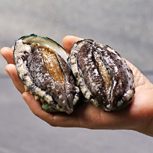 완도 활 전복 1kg(11-12미)/손질도구 포함