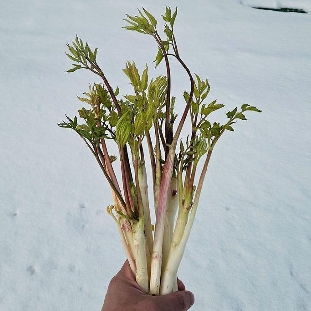 강원도 땅 두릅 나물 500g 백미향 눈꽃땅두릅 땅 두룹 봄두릅 햇두릅 땅 드룹 독할 땅 드릅 독활 봄나물