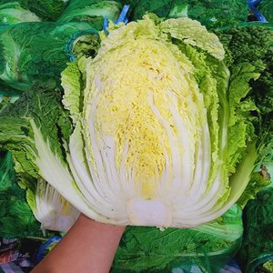 국내산 통배추 생배추 4-5kg (2-3포기)