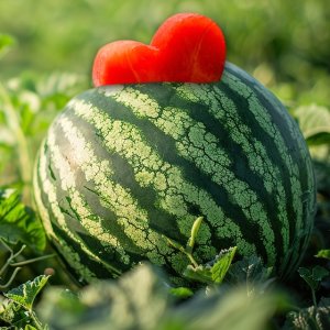 [산해마을] 남도 꿀수박 4-5kg 1수
