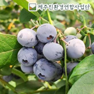 2025 햇 제주 친환경 生블루베리 100g x 6팩 (총 600g)