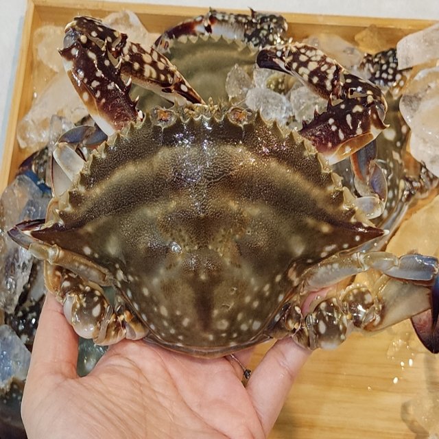 국내산 제철 연평도 급냉 암꽃게 1kg x 3~5미 알배기 수율보장