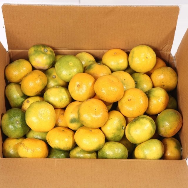 제주직송 고당도 하우스 감귤 2.5kg 중대과(박스제외 실중량)