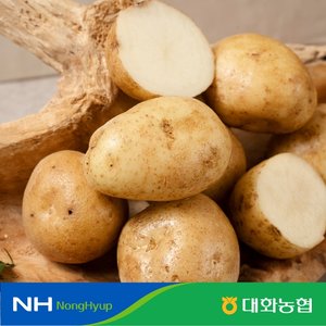 대화농협 강원 햇 감자 10kg(40~100g) 