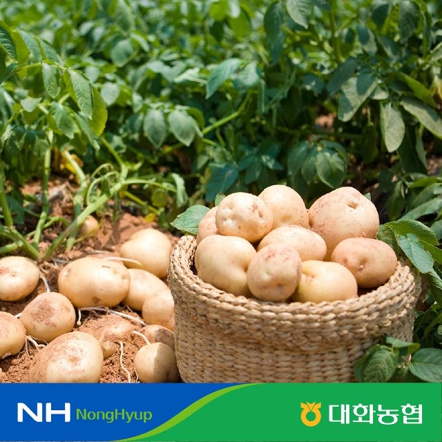 대화농협 강원 햇 감자 10kg(40~100g) 