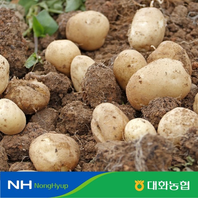 대화농협 강원 햇 감자 10kg(40~100g) 