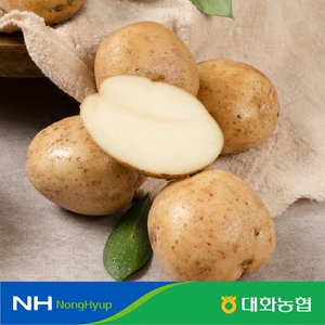 대화농협 강원 햇 감자 10kg(40~100g) 