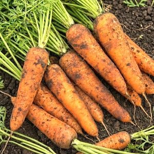 제주 구좌 당근 실속 가정용 5kg (중)