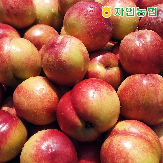 [자인농협] 26년 경북 햇 신비복숭아 3kg (750gx4팩/28~44입)