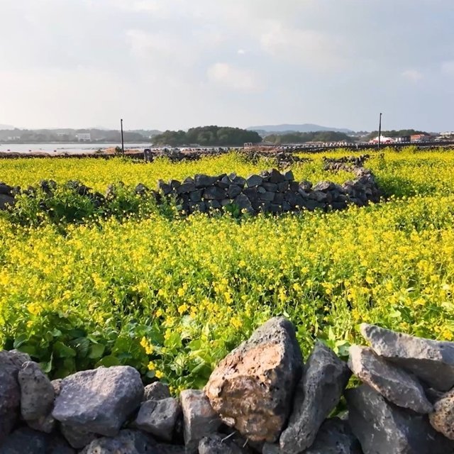 [허니제주]우도해저탐험 잠수함투어 199~219