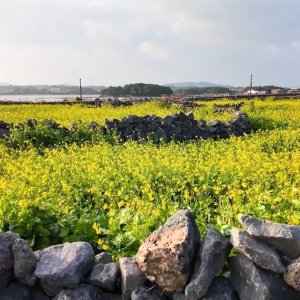 [허니제주]우도해저탐험 잠수함투어 199~219