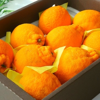 한라봉 선물세트 5kg 특대과