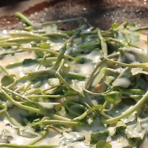 국내산 청도 미나리 500g