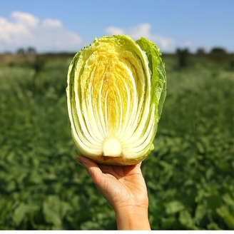 국내산 통배추 포기배추 4통 통당1.8-2.5kg내