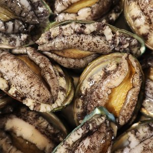 산지직송 완도 활전복 1kg 8~9미 내외 산소포장 참전복