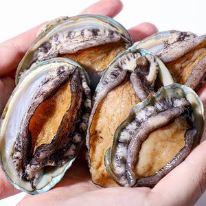 산지직송 완도 활전복 1kg 8~9미 내외 산소포장 참전복