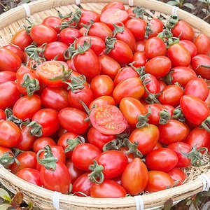 국내산 1-3번과 대추방울토마토 3kg
