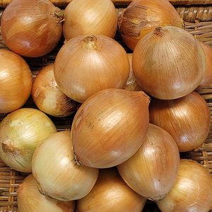 국내산 햇양파 소과 2kg